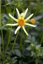 Dahlia 'Honka Surprise' - Einfach blühende Dahlie 'Honka Surprise'