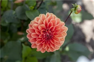 Dahlia 'Orange Nugget' - Dahlie 'Orange Nugget'
