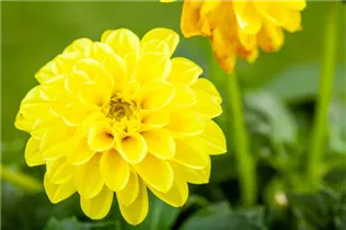 Dahlia pinnata - Großfiedrige Dahlie Dahlia pinnata - Großfiedrige Dahlie