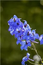 Delphinium x elatum - Hoher Rittersporn Delphinium x elatum - Hoher Rittersporn