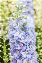 Delphinium x elatum - Hoher Rittersporn Delphinium x elatum - Hoher Rittersporn
