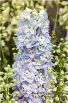 Delphinium x elatum - Hoher Rittersporn Delphinium x elatum - Hoher Rittersporn
