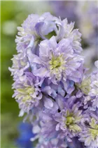 Delphinium x elatum - Hoher Rittersporn Delphinium x elatum - Hoher Rittersporn