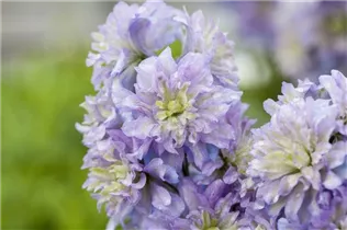 Delphinium x elatum - Hoher Rittersporn Delphinium x elatum - Hoher Rittersporn