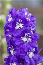 Delphinium x elatum - Hoher Rittersporn Delphinium x elatum - Hoher Rittersporn