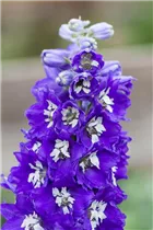 Delphinium x elatum - Hoher Rittersporn Delphinium x elatum - Hoher Rittersporn