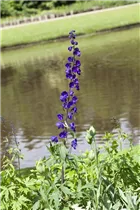 Delphinium x elatum - Hoher Rittersporn Delphinium x elatum - Hoher Rittersporn