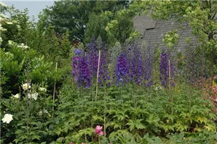 Delphinium x elatum - Hoher Rittersporn Delphinium x elatum - Hoher Rittersporn