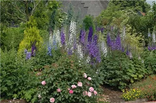 Delphinium x elatum - Hoher Rittersporn Delphinium x elatum - Hoher Rittersporn