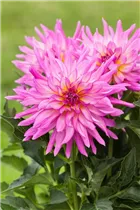 Dahlia Semi-Cactus - Semikaktus-Dahlie Dahlia Semi-Cactus - Semikaktus-Dahlie