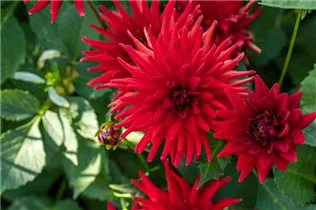 Dahlia Semi-Cactus - Semikaktus-Dahlie Dahlia Semi-Cactus - Semikaktus-Dahlie