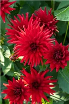 Dahlia Semi-Cactus - Semikaktus-Dahlie Dahlia Semi-Cactus - Semikaktus-Dahlie