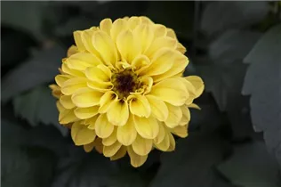 Dahlia 'Temptation' - Dahlie 'Temptation'