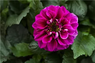 Dahlia 'Temptation' - Dahlie 'Temptation'