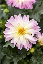 Dahlia x hortensis - Garten-Dahlie