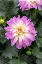 Dahlia x hortensis - Garten-Dahlie
