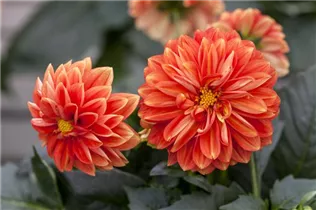 Dahlia x hortensis - Garten-Dahlie