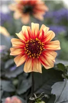 Dahlia x hortensis - Garten-Dahlie