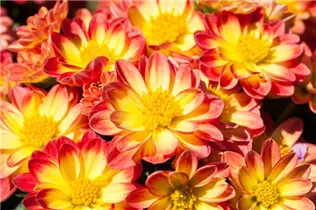 Dahlia x hortensis - Garten-Dahlie