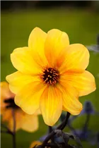 Dahlia x hortensis - Garten-Dahlie