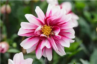 Dahlia x hortensis 'Starlias' - Dahlia x hortensis 'Starlias'
