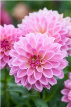 Dahlia x hortensis 'Starlias' - Dahlia x hortensis 'Starlias'