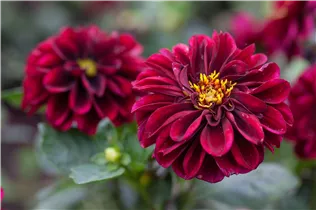 Dahlia x hortensis 'Starlias' - Dahlia x hortensis 'Starlias'