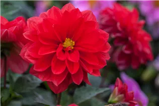 Dahlia x hortensis 'Starlias' - Dahlia x hortensis 'Starlias'