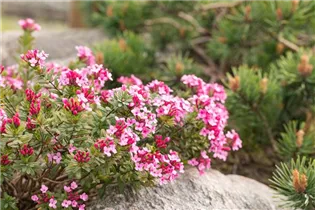 Daphne cneorum - Rosmarinseidelbast