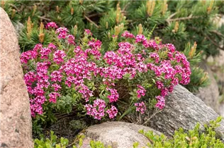 Daphne cneorum - Rosmarinseidelbast