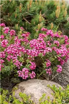 Daphne cneorum - Rosmarinseidelbast