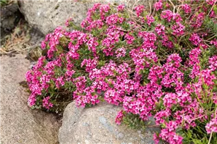 Daphne cneorum - Rosmarinseidelbast