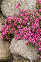 Daphne cneorum - Rosmarinseidelbast