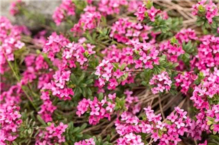 Daphne cneorum - Rosmarinseidelbast