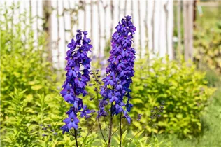 Delphinium x elatum 'Finsteraarhorn' - Hoher Garten-Rittersporn 'Finsteraarhorn'