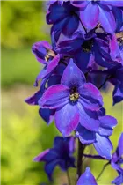 Delphinium x elatum 'Finsteraarhorn' - Hoher Garten-Rittersporn 'Finsteraarhorn'