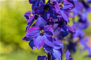 Delphinium x elatum 'Finsteraarhorn' - Hoher Garten-Rittersporn 'Finsteraarhorn'