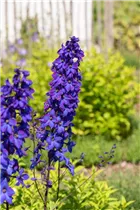 Delphinium x elatum 'Finsteraarhorn' - Hoher Garten-Rittersporn 'Finsteraarhorn'