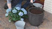 - Hortensien - Einpflanzen in ein Gefäß  - Hortensien - Einpflanzen in ein Gefäß