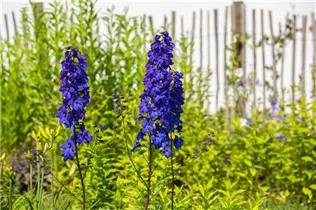 Delphinium x elatum 'Finsteraarhorn' - Hoher Garten-Rittersporn 'Finsteraarhorn'