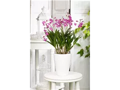 Dendrobium 'Berry Oda' - Dendrobie Dendrobium 'Berry Oda' - Dendrobie