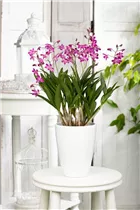 Dendrobium 'Berry Oda' - Dendrobie Dendrobium 'Berry Oda' - Dendrobie