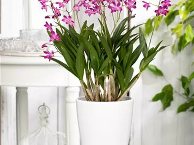 Dendrobium 'Berry Oda' - Dendrobie Dendrobium 'Berry Oda' - Dendrobie