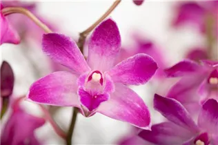 Dendrobium 'Berry Oda' - Dendrobie Dendrobium 'Berry Oda' - Dendrobie