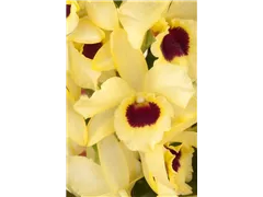 Dendrobium nobile 'Songbird' - Dendrobie 'Songbird' Dendrobium nobile 'Songbird' - Dendrobie 'Songbird'