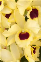 Dendrobium nobile 'Songbird' - Dendrobie 'Songbird' Dendrobium nobile 'Songbird' - Dendrobie 'Songbird'