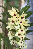 Dendrobium nobile 'Songbird' - Dendrobie 'Songbird' Dendrobium nobile 'Songbird' - Dendrobie 'Songbird'