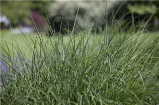 Deschampsia cespitosa - Rasen-Schmiele