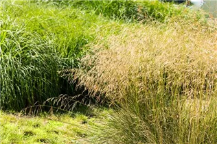 Deschampsia cespitosa - Rasen-Schmiele