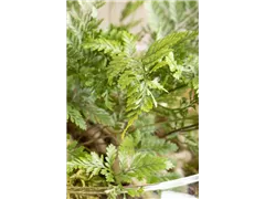 Davallia bullata - Hasenpfotenfarn Davallia bullata - Hasenpfotenfarn